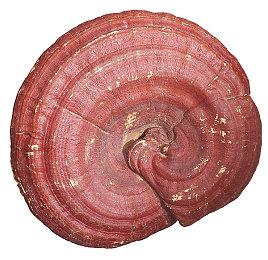 卡通风FPS《狂野恶徒》确认将登陆主机 年内发售